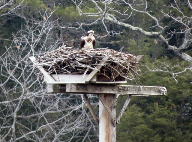 Female osprey at nest in Bridgewater, NH